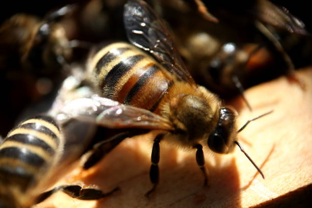 istock Close up macro photo of bee 952940690