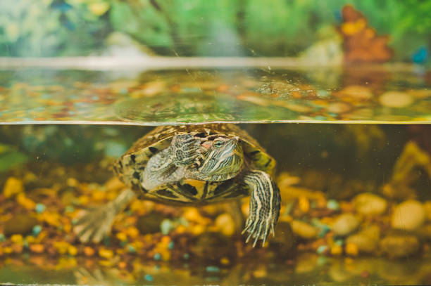 istock Turtle in an aquarium 2349. 952943690