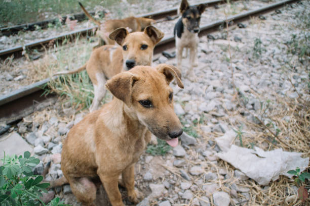 istock Poor Skinny Homeless Dog 952946450