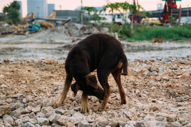 istock Poor Skinny Homeless Dog 952946480