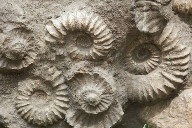 istock Ammonites from the Cretaceous Period found as fossils. 952947306