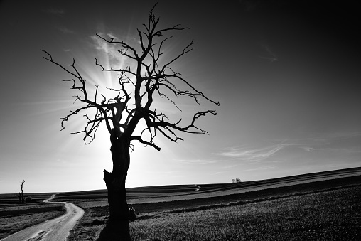 Lonely tree by the road. Black and white. Poland
