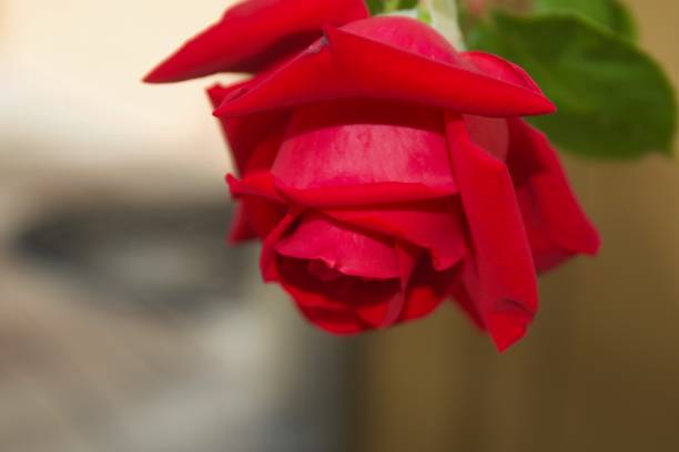Santa Rosa, California is the largest city in California's Redwood Empire, Wine Country and the North Bay - Roses.