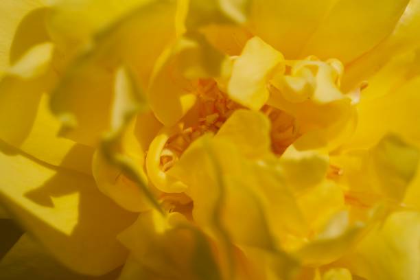 istock Santa Rosa California - Roses. 952950256