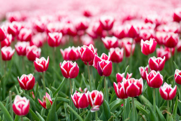 Tulpenveld in Nederland