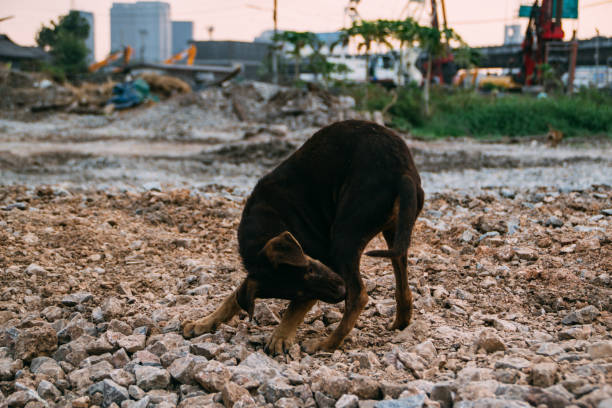 istock Poor Skinny Homeless Dog 952953784