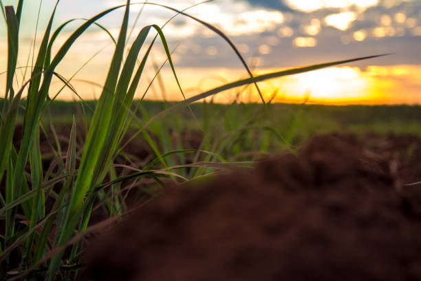 istock Sugar cane sunset plantation beautiful 952953826