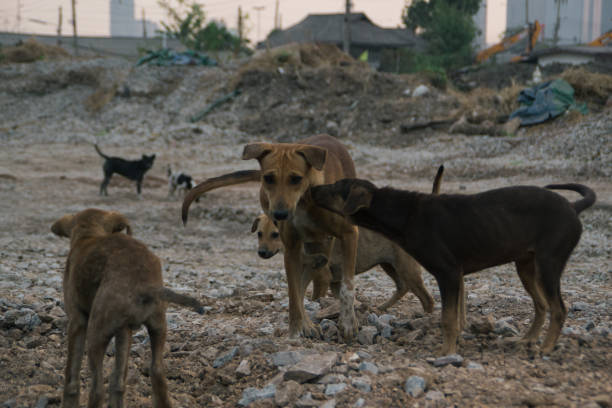 istock Poor Skinny Homeless Dog 952953860