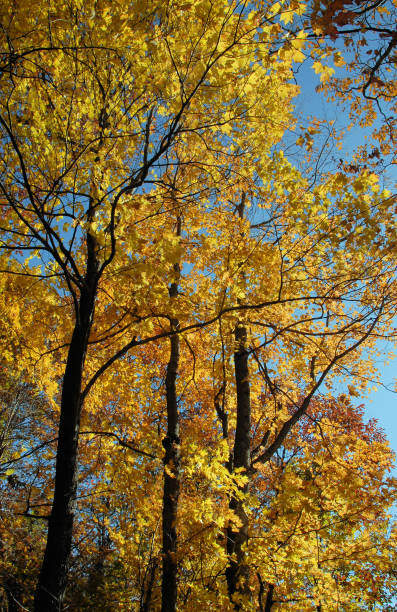 istock The Shenandoah Virginia 952954068