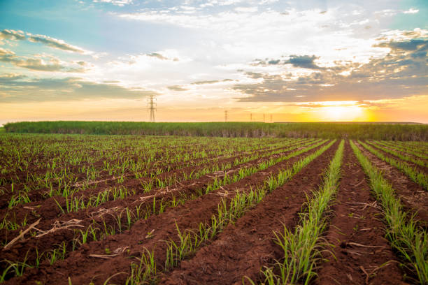 istock Sugar cane sunset plantation beautiful 952954080
