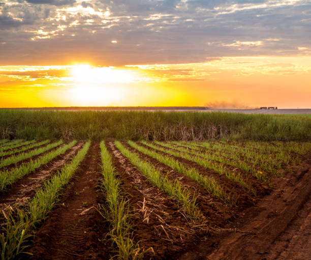 istock Sugar cane sunset plantation beautiful 952954158