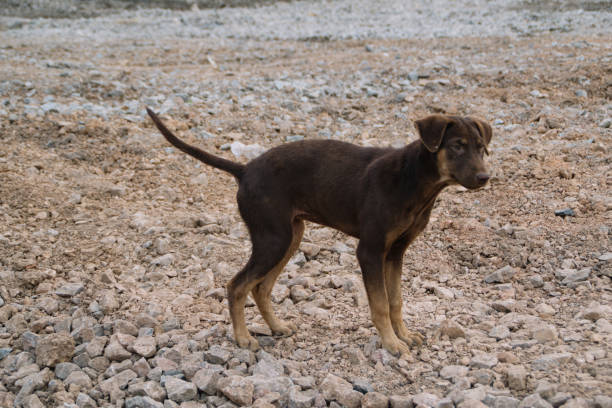 istock Poor Skinny Homeless Dog 952954182