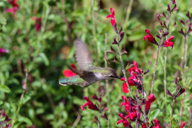 annas humminbird im flug, ernähren sich von roten blüten. - sonora state stock-fotos und bilder