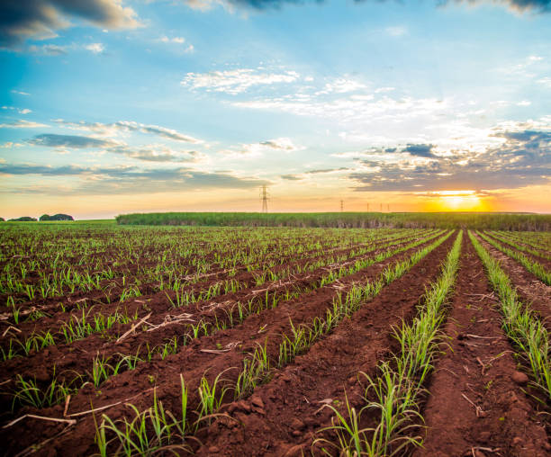 istock Sugar cane sunset plantation beautiful 952954210