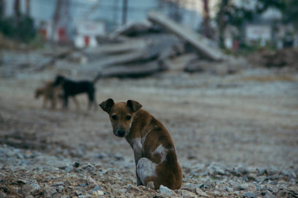 istock Poor Skinny Homeless Dog 952954296