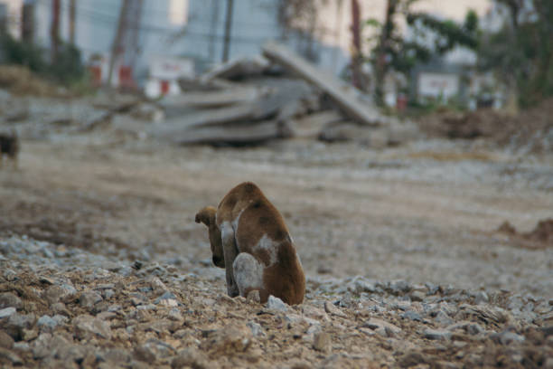 istock Poor Skinny Homeless Dog 952954300