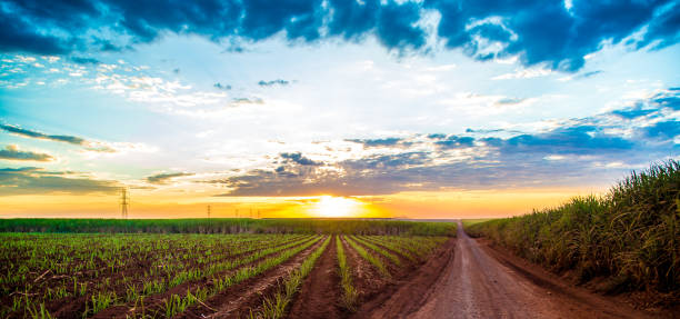 istock Sugar cane sunset plantation beautiful 952954336
