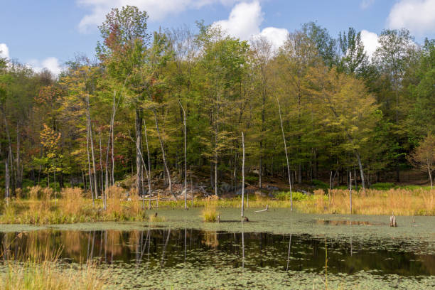 istock Trout Lake in Parc Omega (Canada) 952954394