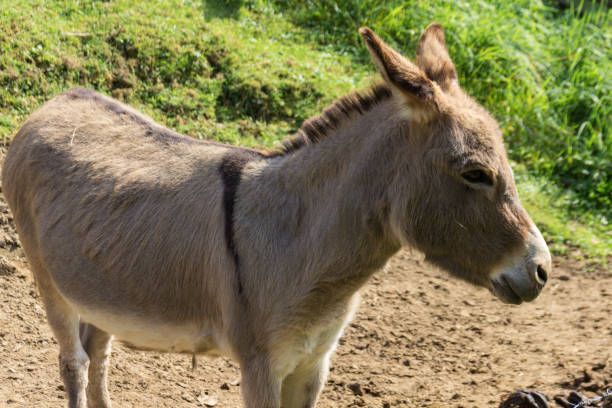 istock Donkey in Old Farm in Parc Omega (Canada) 952954688