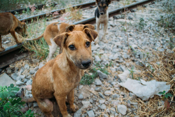 istock Poor Skinny Homeless Dog 952954720
