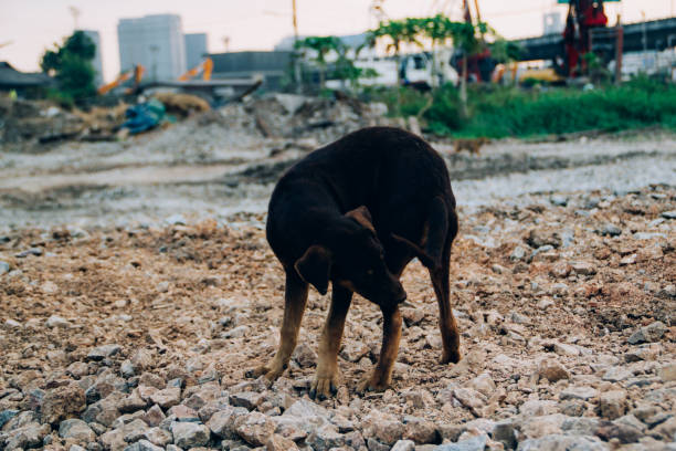 istock Poor Skinny Homeless Dog 952954848