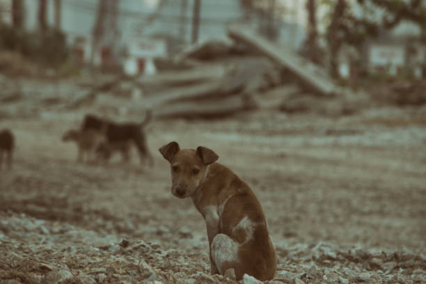 istock Poor Skinny Homeless Dog 952954944