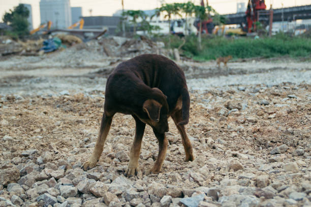 istock Poor Skinny Homeless Dog 952954950