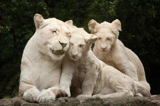 Female white lion with two newborn lion cubs. The white lion is a colour mutation of the Transvaal lion (Panthera leo krugeri), also known as the Southeast African lion or Kalahari lion.