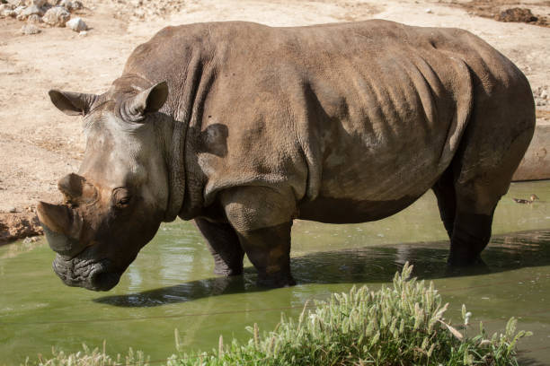 istock Southern white rhinoceros (Ceratotherium simum simum) 952958018