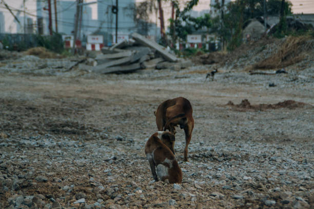 istock Poor Skinny Homeless Dog 952958026