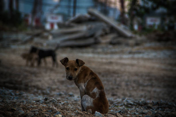 istock Poor Skinny Homeless Dog 952958344