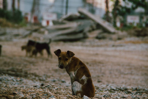 istock Poor Skinny Homeless Dog 952958690