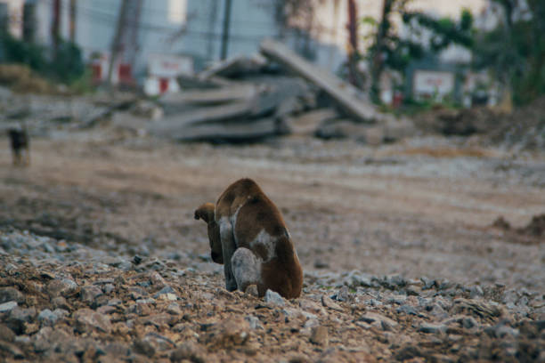 istock Poor Skinny Homeless Dog 952958828