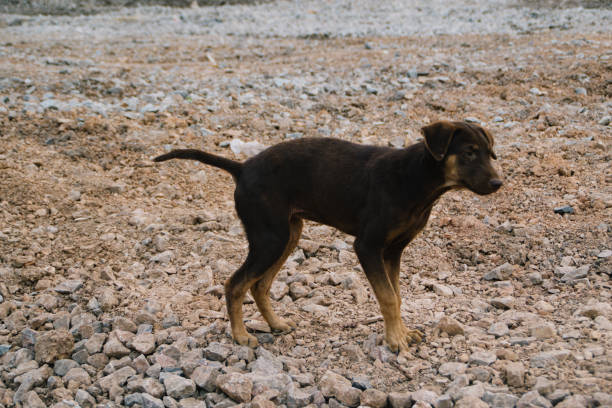 istock Poor Skinny Homeless Dog 952958844
