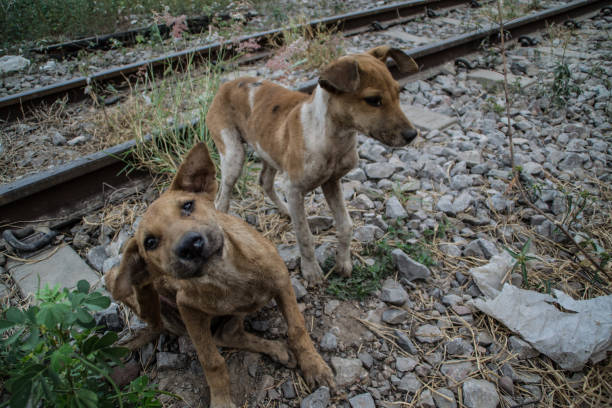 istock Poor Skinny Homeless Dog 952958846
