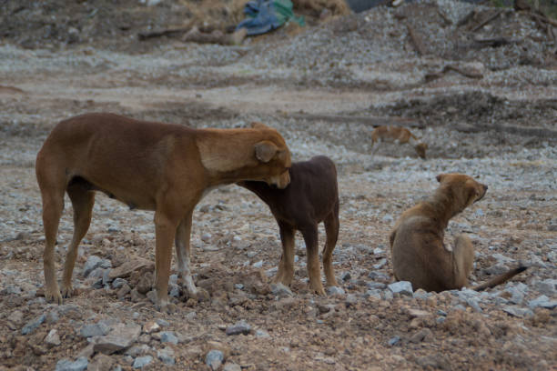 istock Poor Skinny Homeless Dog 952958864