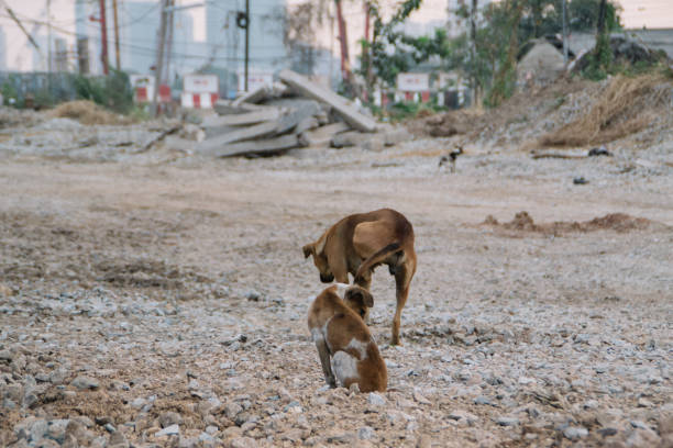 istock Poor Skinny Homeless Dog 952958906