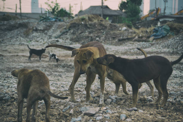 istock Poor Skinny Homeless Dog 952959114