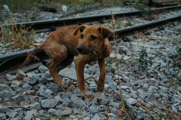 istock Poor Skinny Homeless Dog 952959118