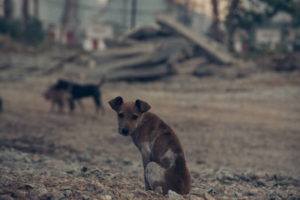 istock Poor Skinny Homeless Dog 952961510