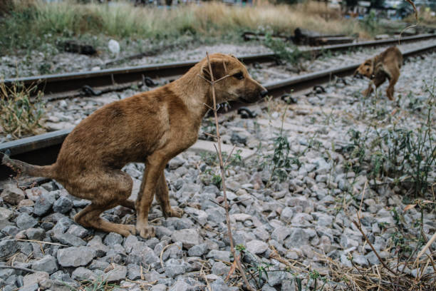 istock Poor Skinny Homeless Dog 952961544