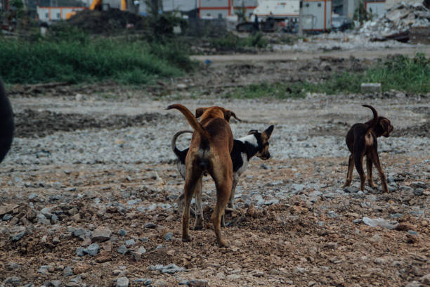 istock Poor Skinny Homeless Dog 952961640