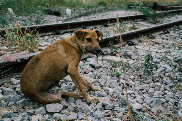 istock Poor Skinny Homeless Dog 952961674