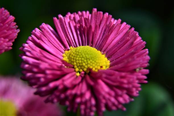istock beautiful pink daisy close up 952961706