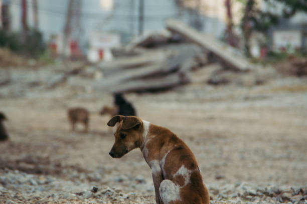 istock Poor Skinny Homeless Dog 952961712