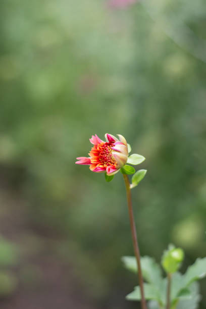 Dahlia single stem in the field
