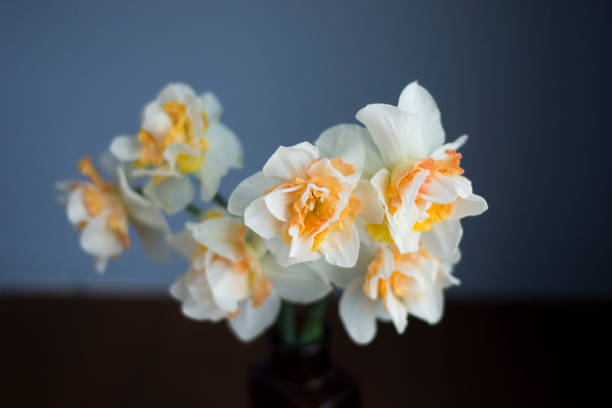 istock Bouquet of Replete Narcissus 952961788