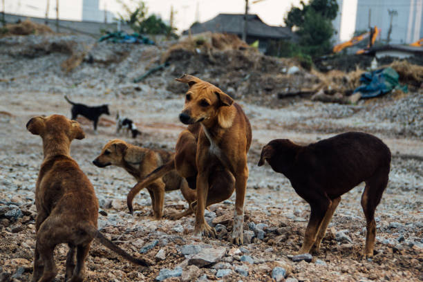 istock Poor Skinny Homeless Dog 952961992