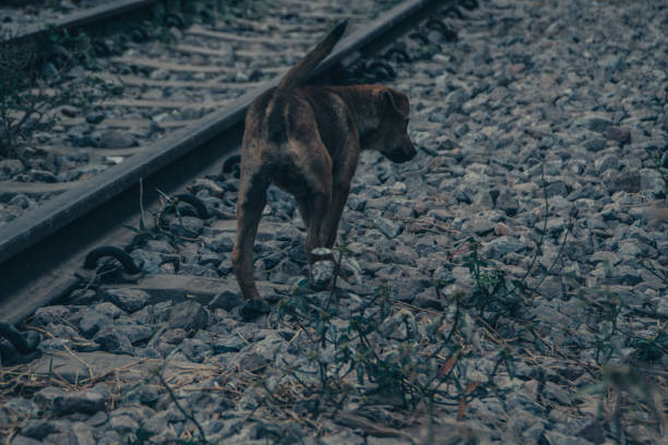 istock Poor Skinny Homeless Dog 952962150