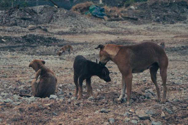 istock Poor Skinny Homeless Dog 952962158